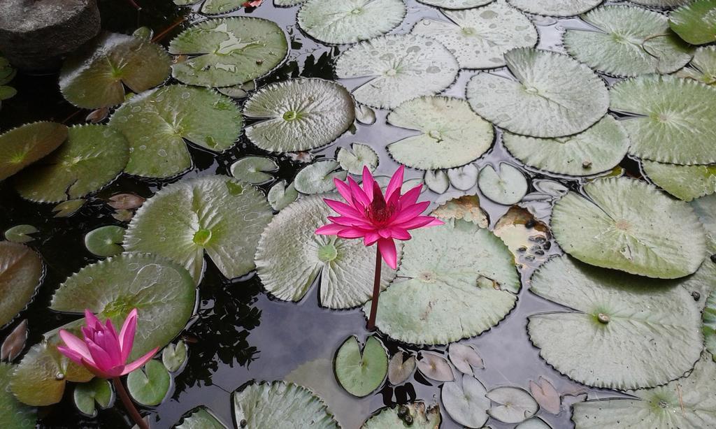Luxman Guest House Polonnaruwa Dış mekan fotoğraf